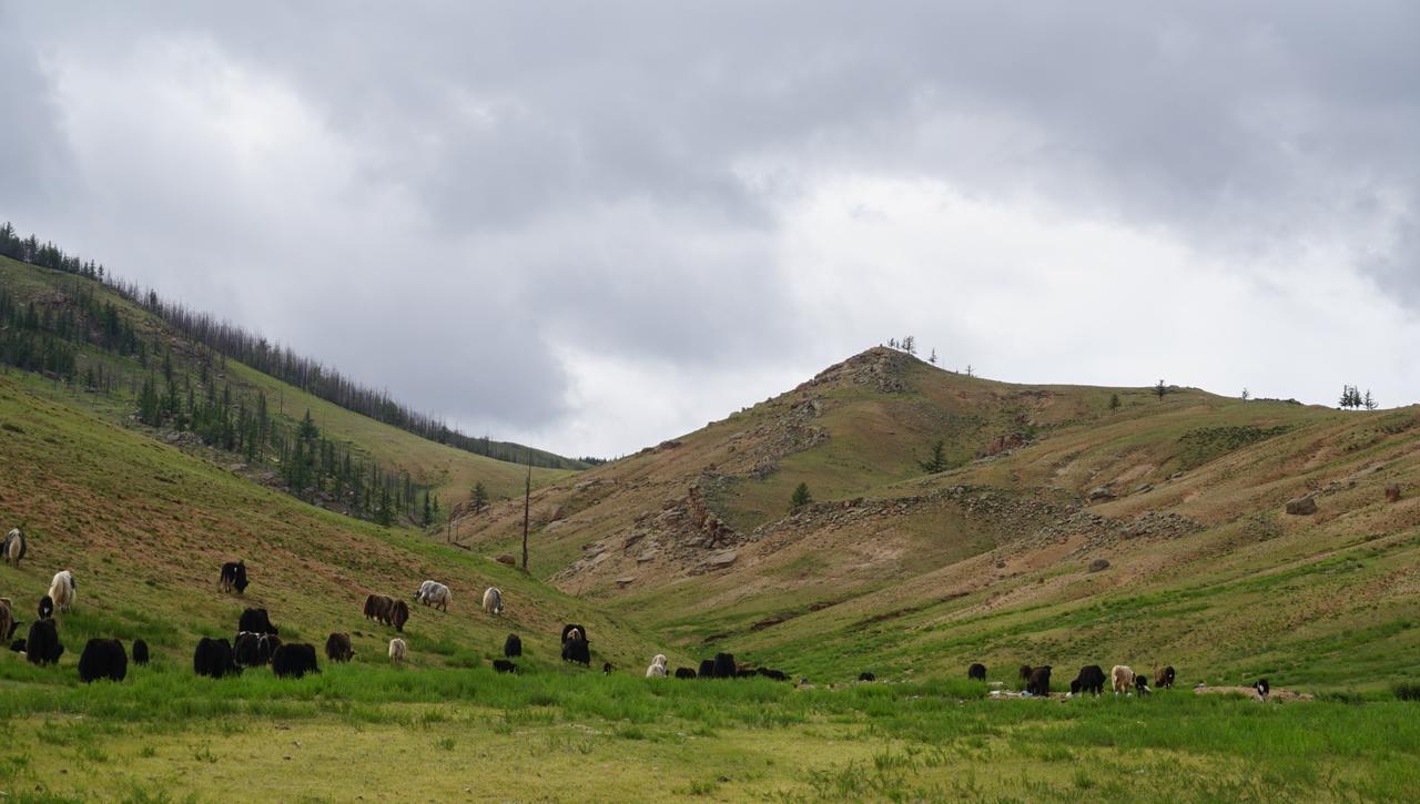 My Mongolia Eco Ger Camp Nalayh Exterior foto