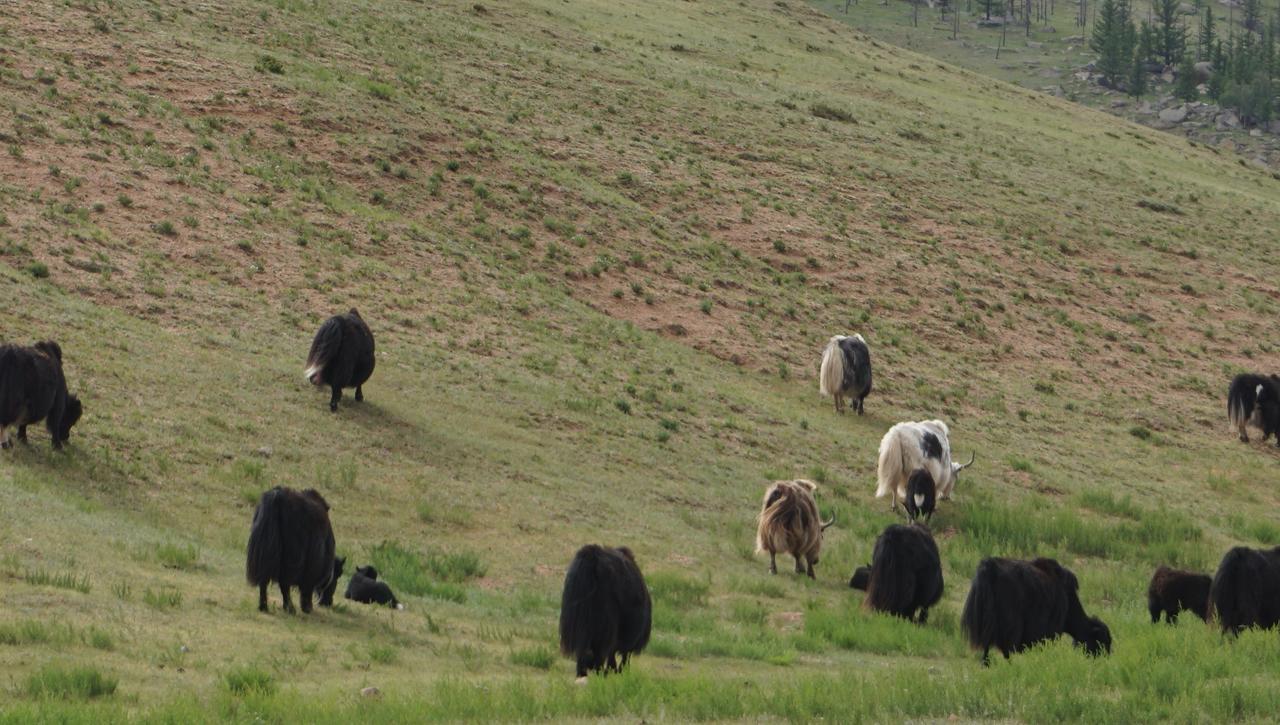 My Mongolia Eco Ger Camp Nalayh Exterior foto